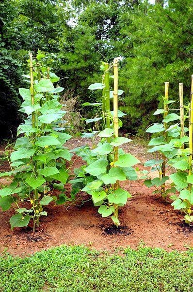 Whimsical Cucumber Trellis Design