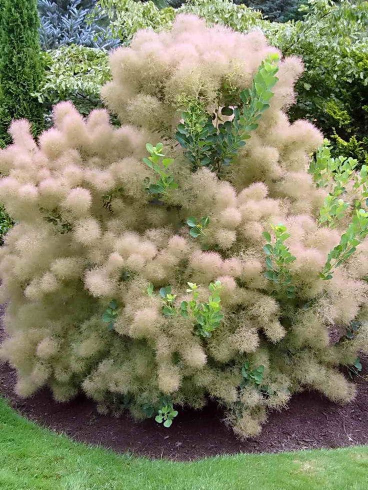 Whimsical Smoke Bush