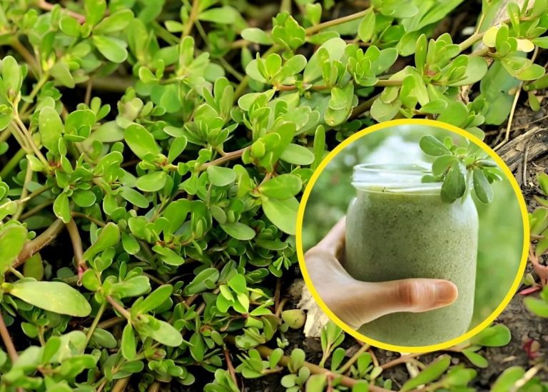 Why Purslane Is The Secret Superfood Hiding in Your Garden