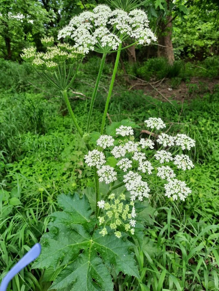 Wild Celery