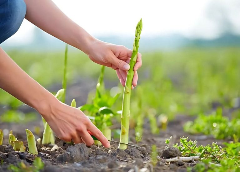 You Can Enjoy Fresh Asparagus Year-Round Thanks to These 7 Tips