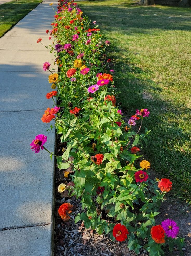 Zinnia