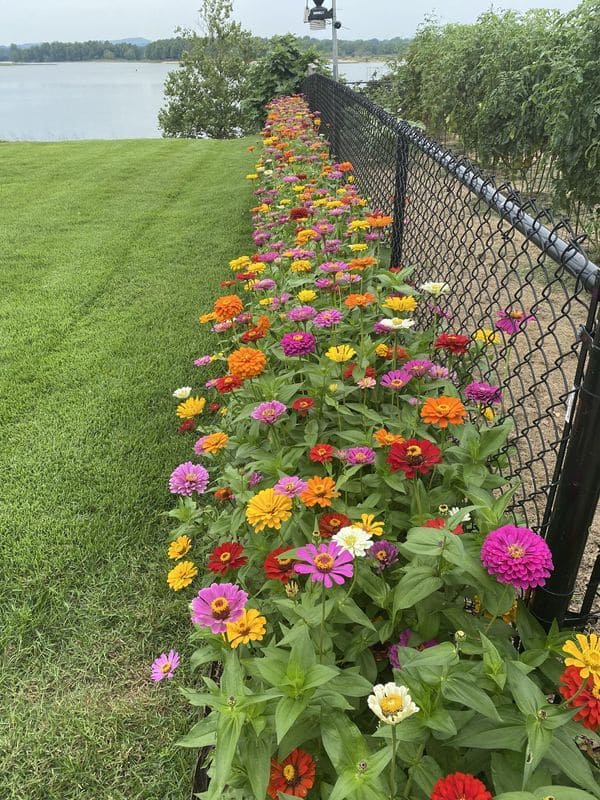 Zinnias