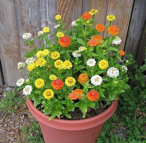 Zinnias