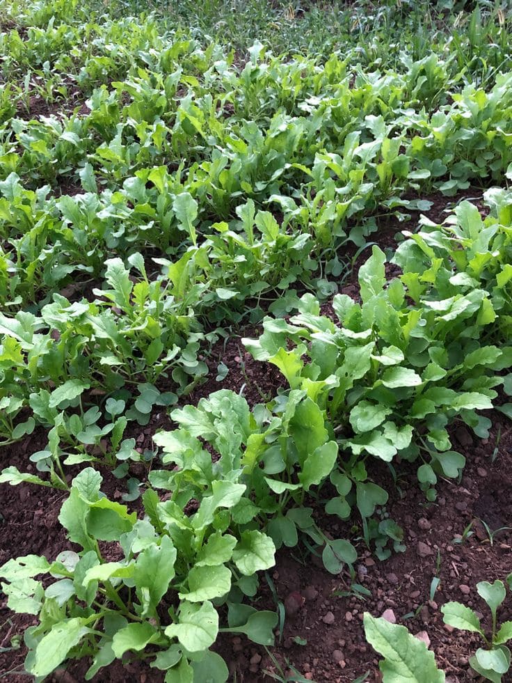 Arugula