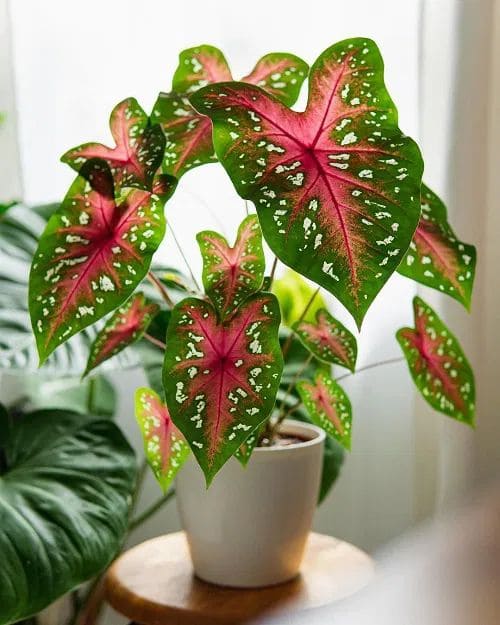 Caladiums