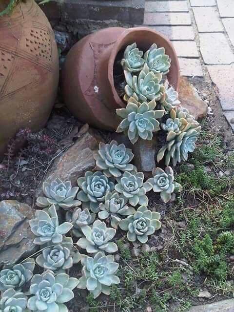 Captivating Succulent Spill Pot Design