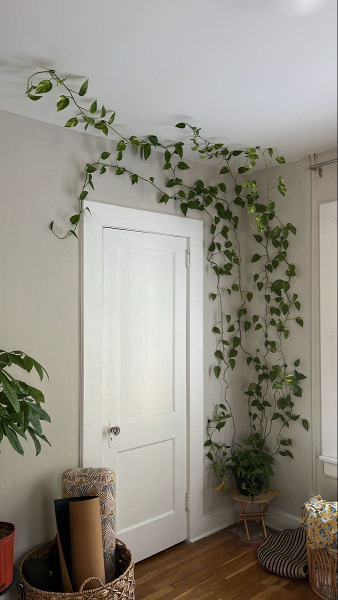 Charming Indoor Wall Vine Planter Design
