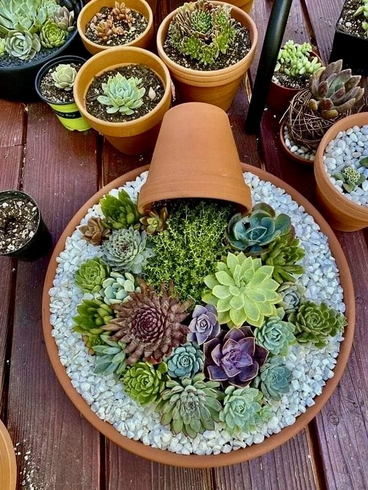 Enchanting Succulent Spill Clay Pot Arrangement