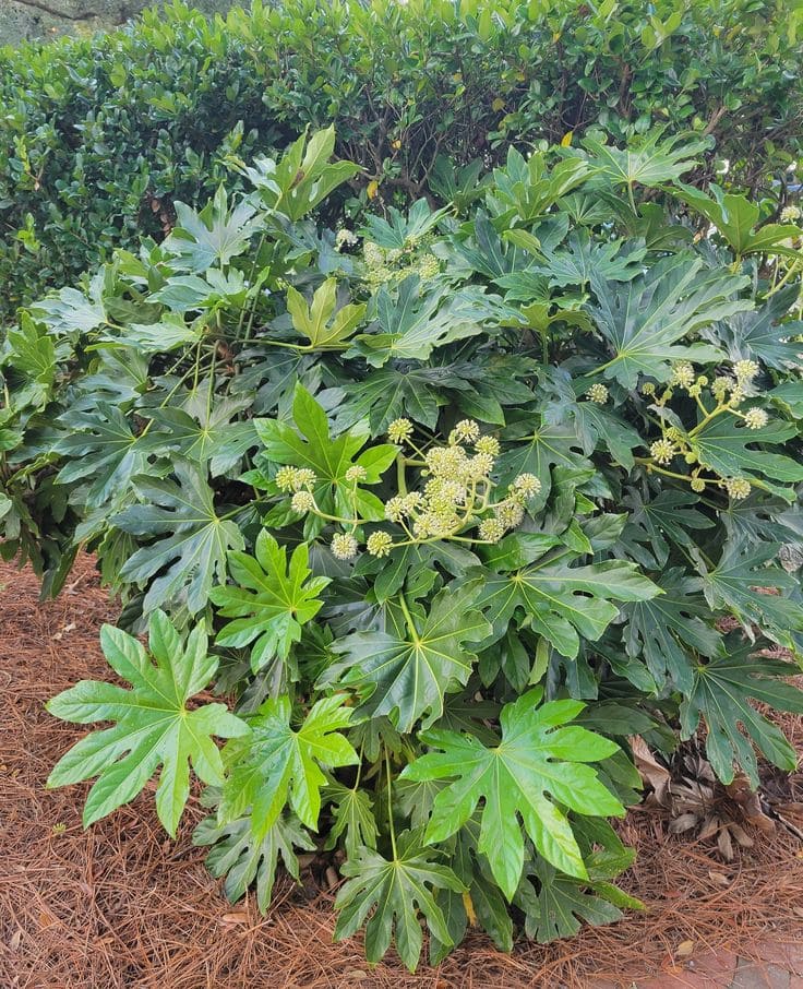 Fatsia Japonica