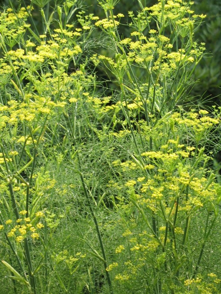 Fennel