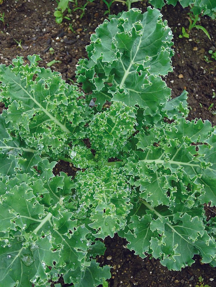 Kale