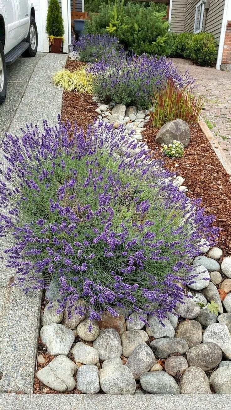 Lavender Border with River Rock Pathway