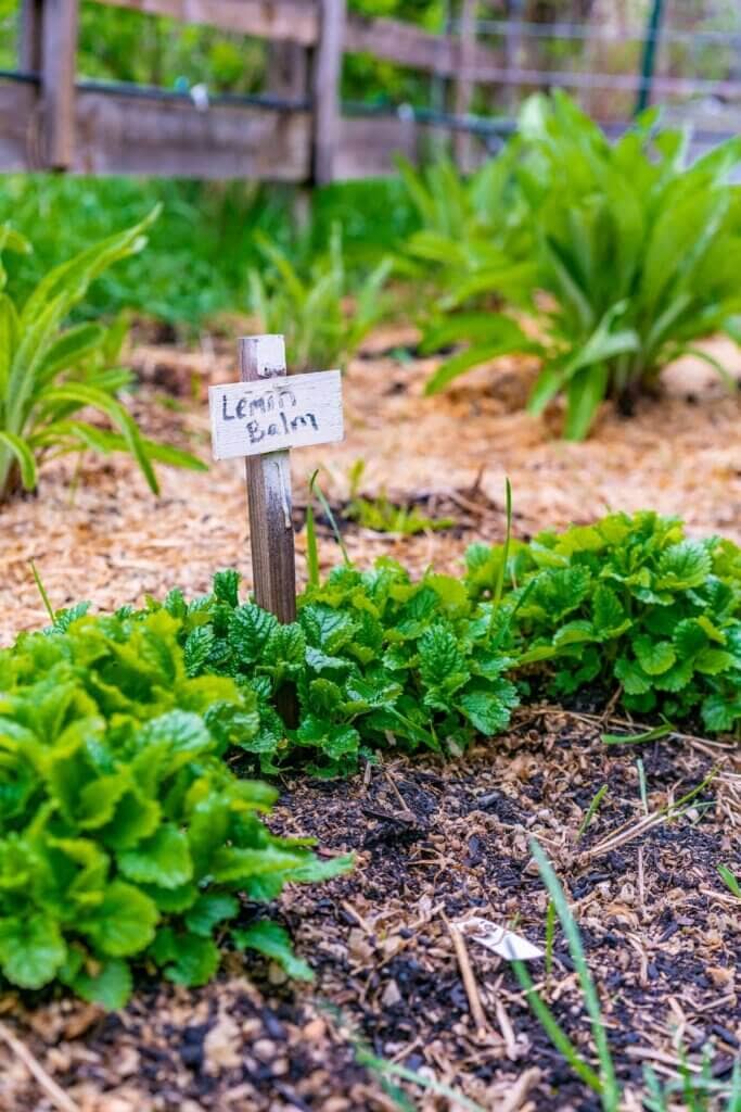 Lemon Balm
