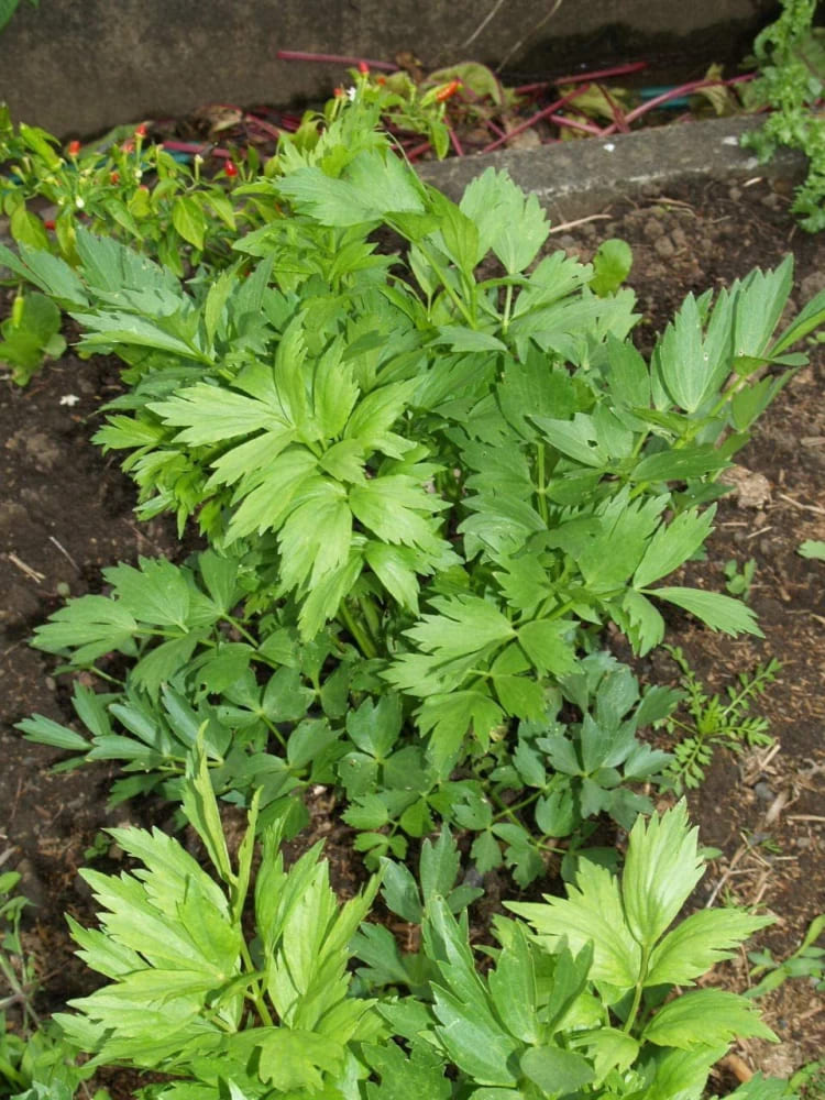 Lovage