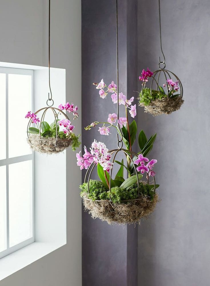 Orchids