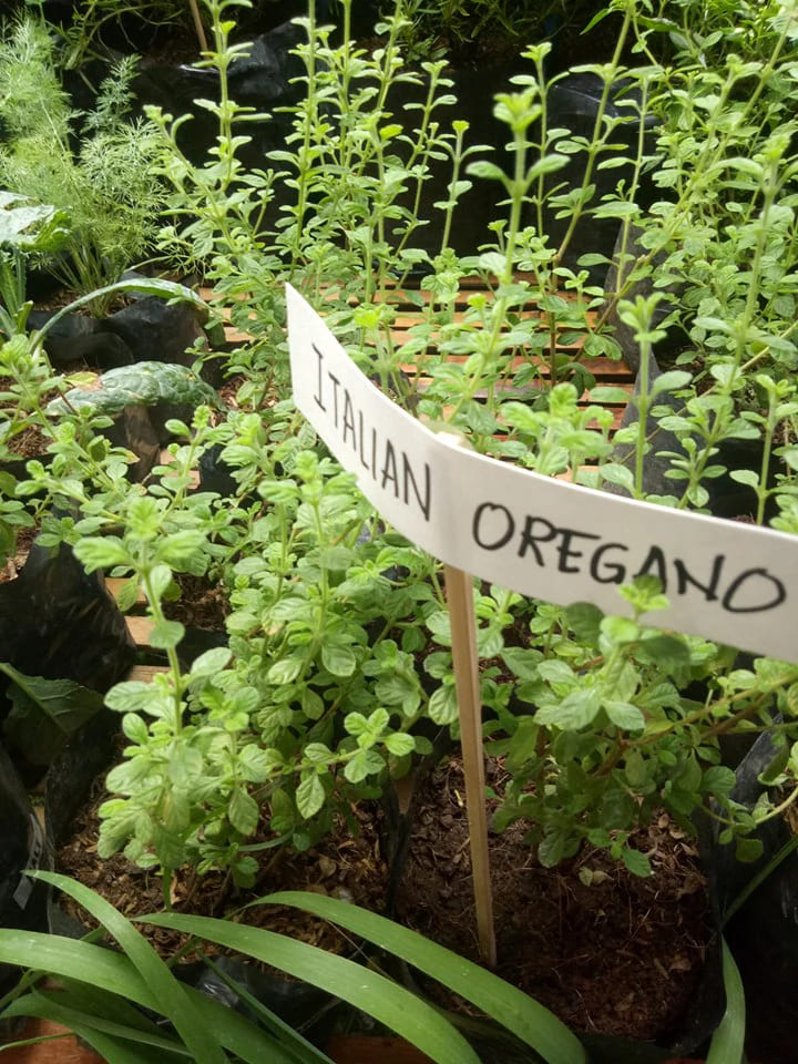 Oregano