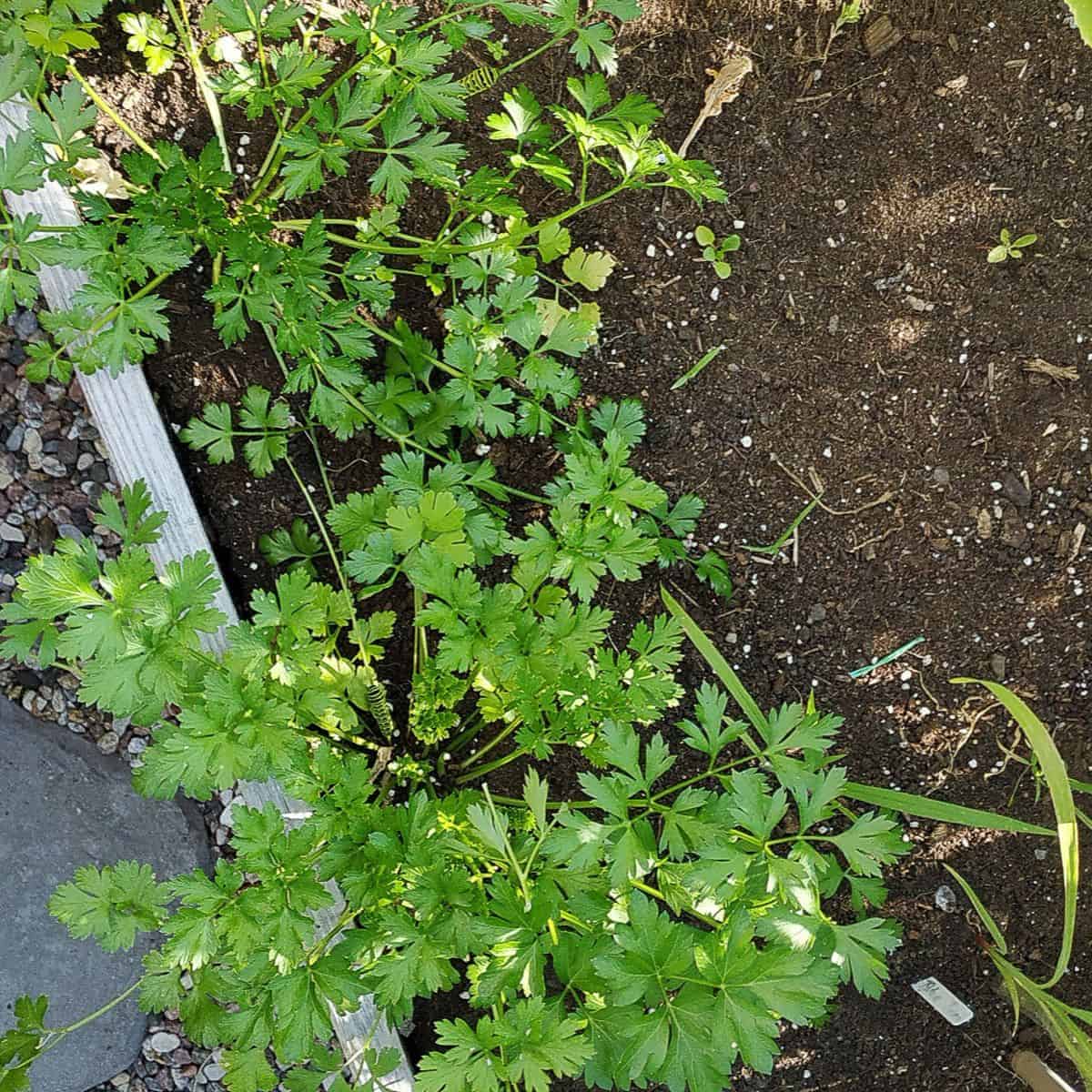 Parsley