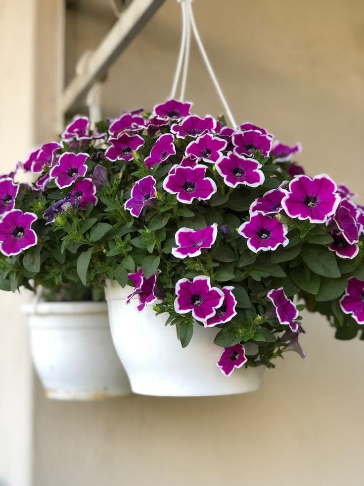 Petunias