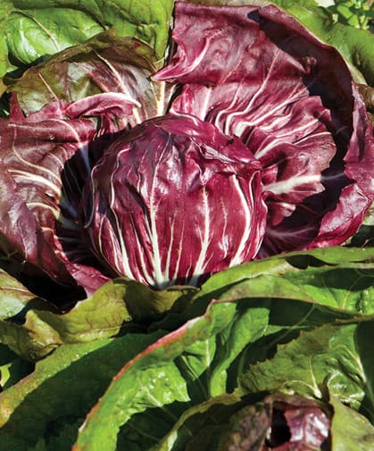 Radicchio