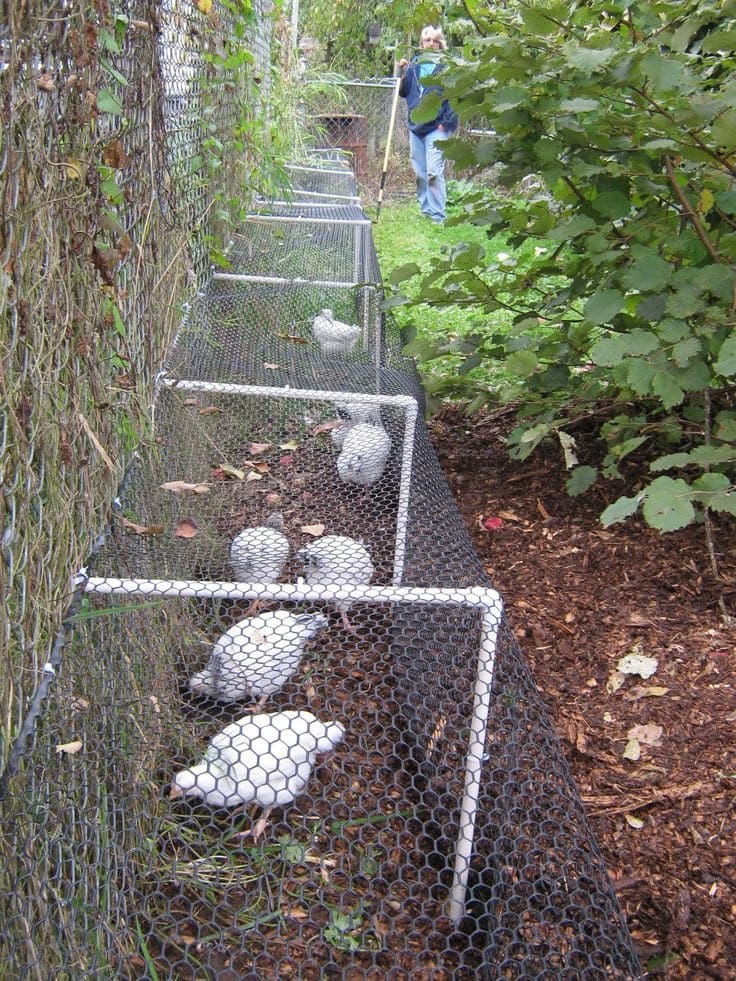 Simple PVC Chicken Tunnels for Free Roaming