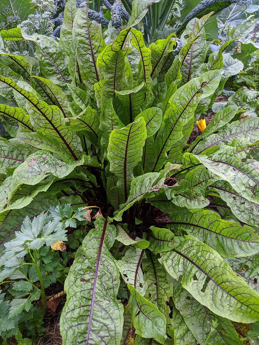Sorrel