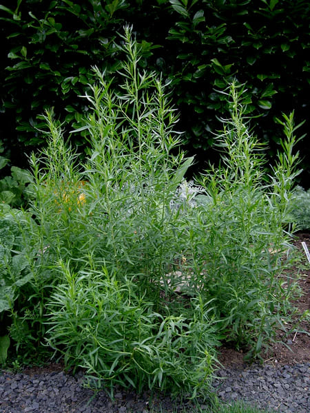 Tarragon