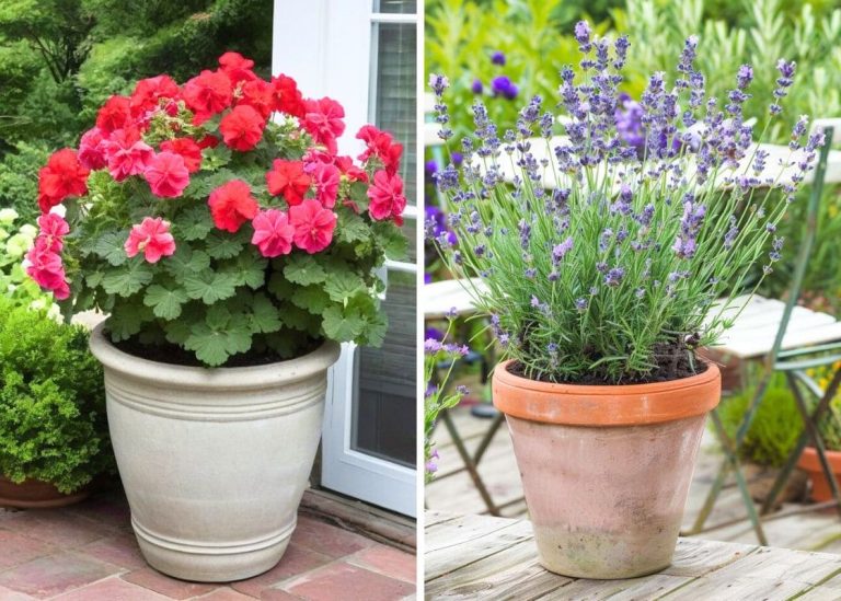 20 Stunning Plants Perfect for Container Gardening