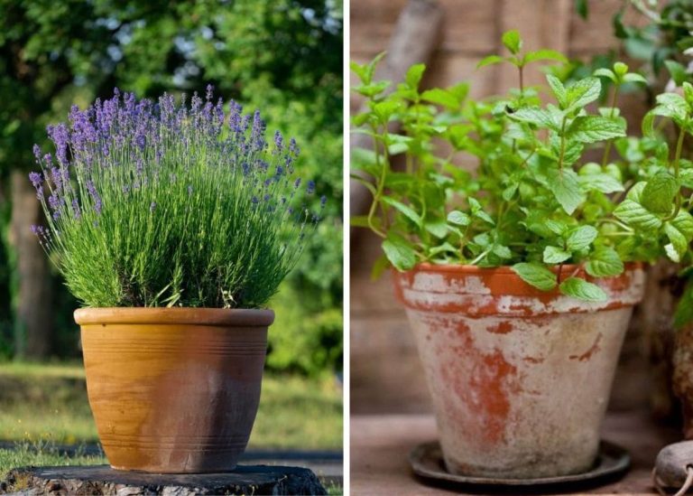 Top 10 Fragrant Plants That Naturally Repel Flies