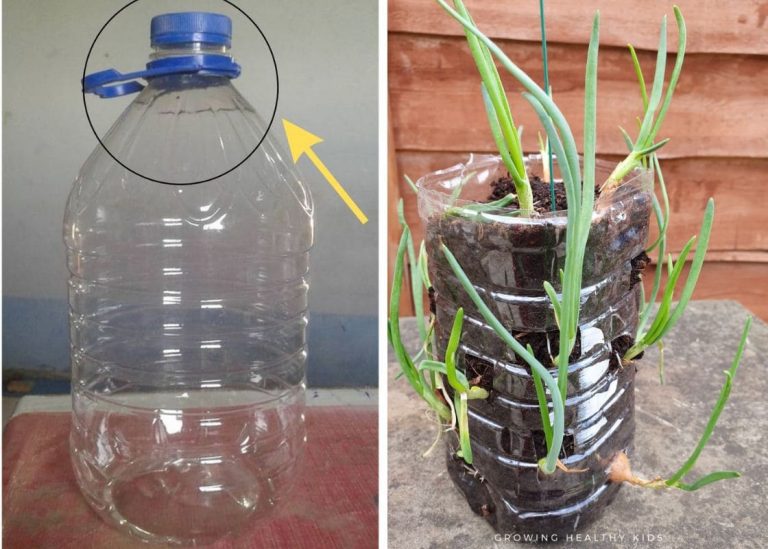 Grow Onions in Plastic Bottles: A Step-by-Step Guide to Sustainable Gardening