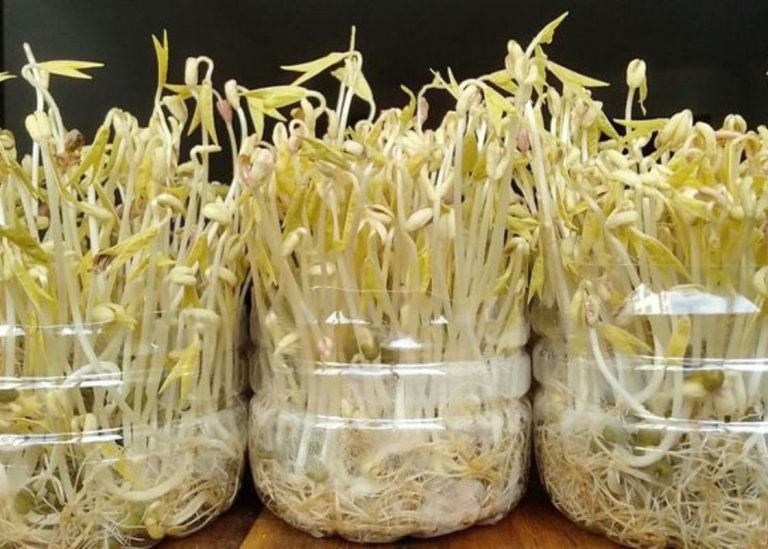 How to Grow Bean Sprouts in Plastic Bottles In 7 Steps