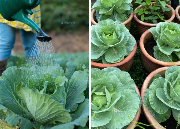 Full Guide to Growing Crisp and Fresh Cabbage in Containers