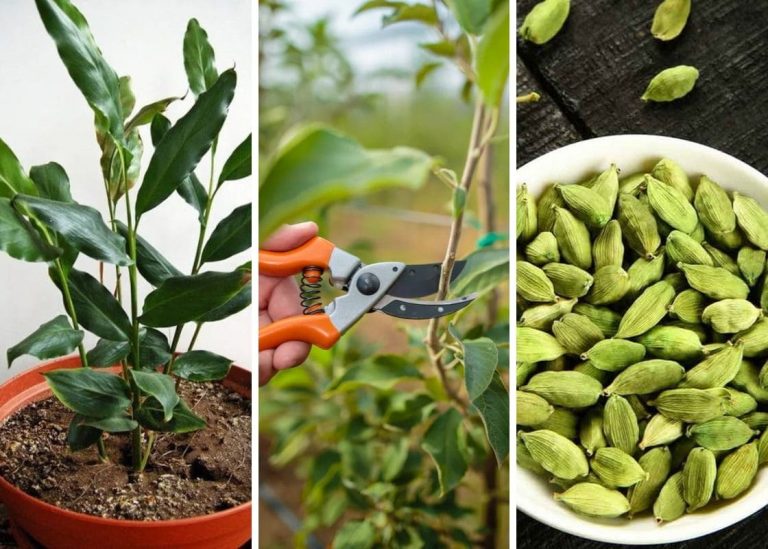 How To Grow Cardamom: A Comprehensive Guide for a Fragrant and Flavorful Harvest