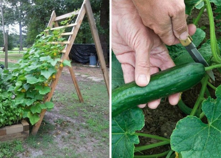 Grow Towering Cucumber Plants with This Game-Changing Trellis