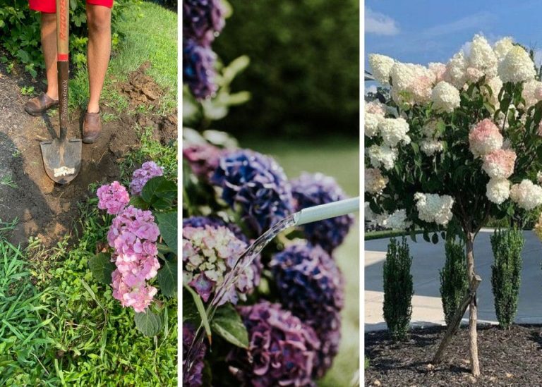 Step-by-Step Guide on Growing Hydrangeas Trees for Gorgeous Blooms