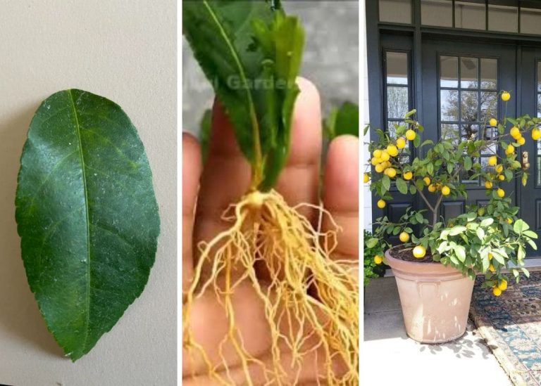 Full Guide to Growing Lemon Tree From Leaves