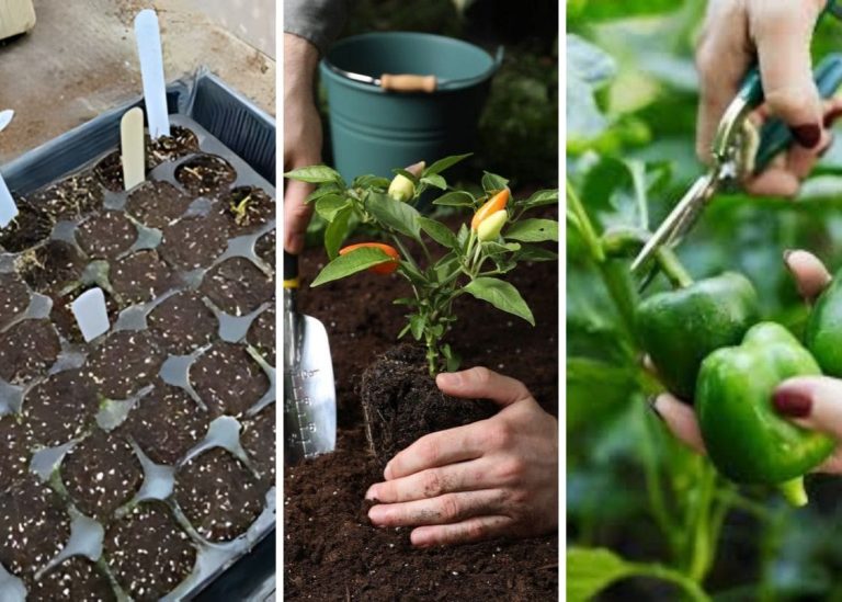 Grow Peppers From Seeds to Plates: A Complete Guide to Successful Pepper Gardening