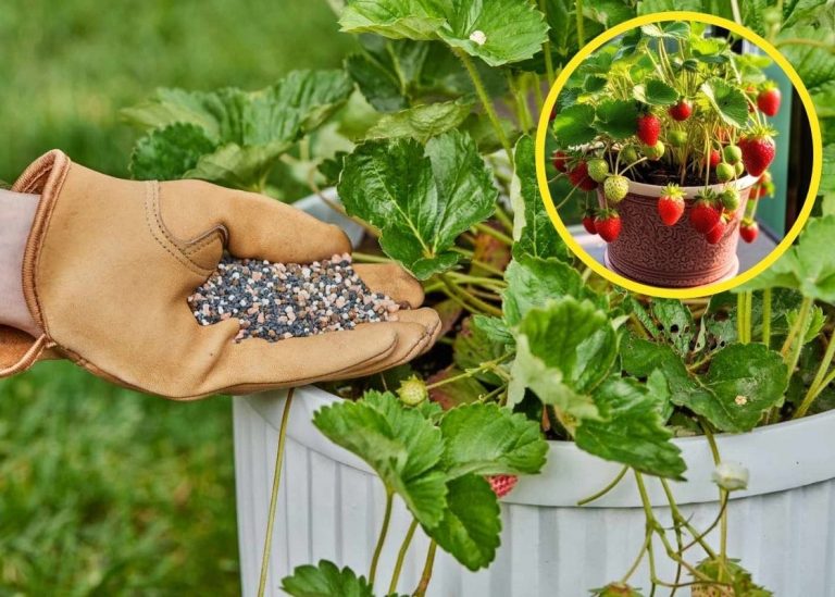 How to Grow Strawberry In Containers With 100% Success