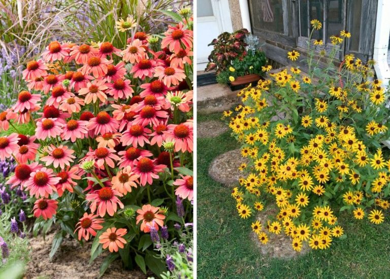 21 Hardy and Thriving Plants for Clay Soil Gardens