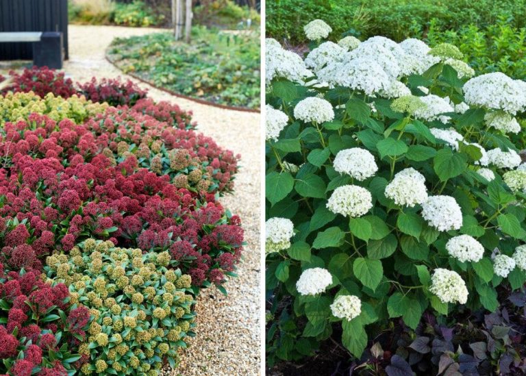 20 Shade-Loving Shrubs to Brightening Shady Spots