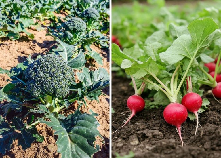 The 20 Best Vegetables to Grow for Spring’s Bounty