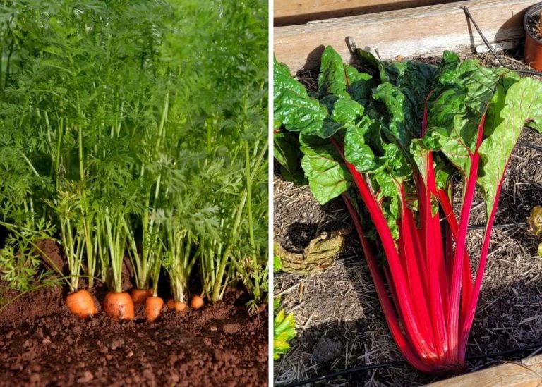 Owning A Thriving Summer Garden With These 20 Best Vegetables