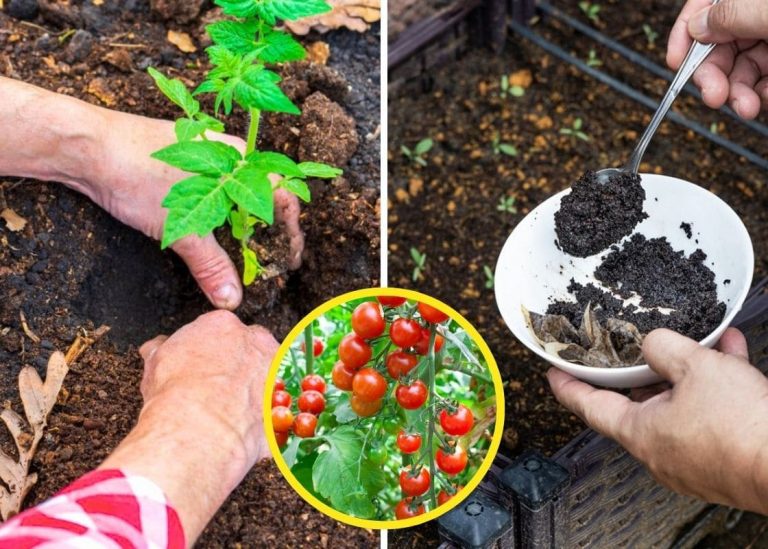 Put These 10 Things in a Tomato Planting Hole for Healthier, Tastier Tomatoes