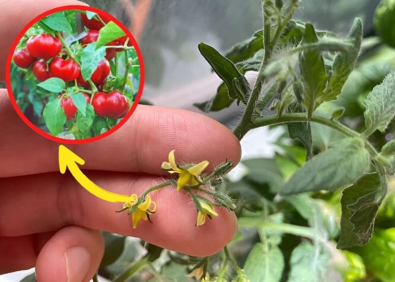 Why Are Your Tomatoes Blooming But Not Fruiting And How to Fix It