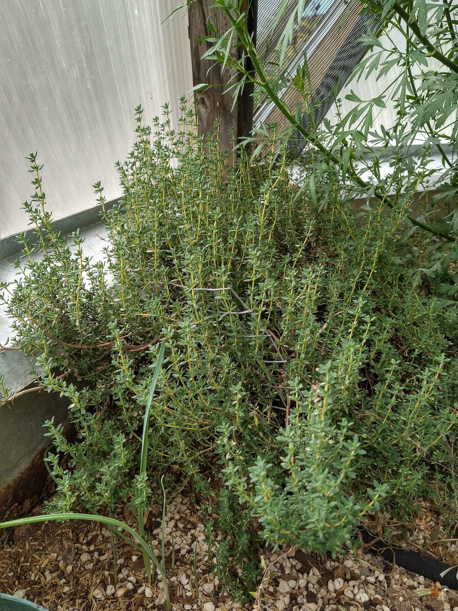 Thyme