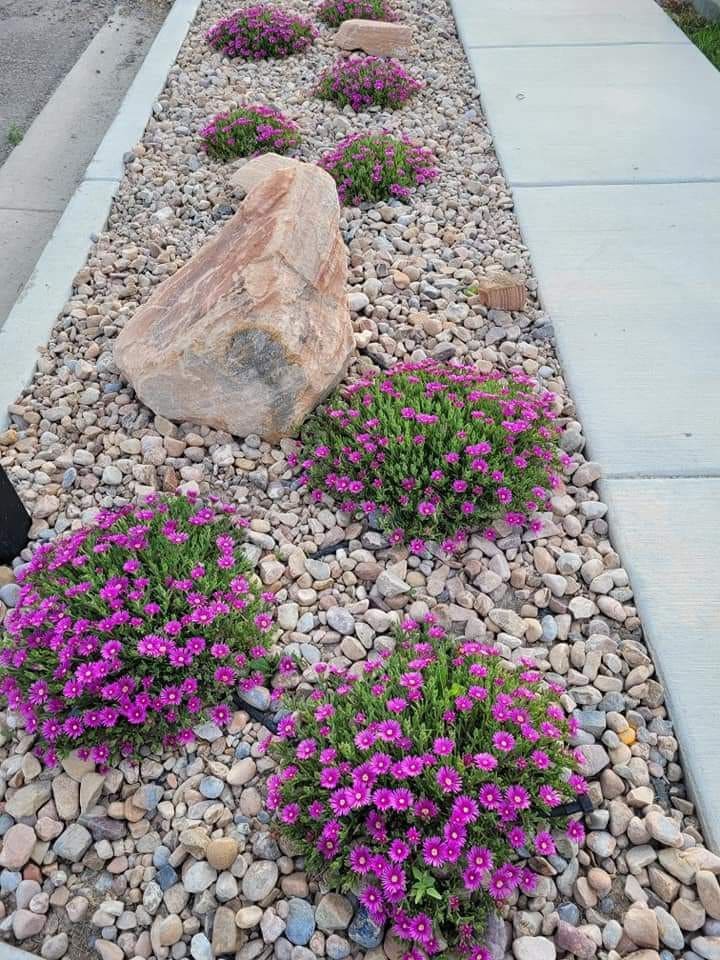 Vibrant Blossoms Amid Stone Pathway