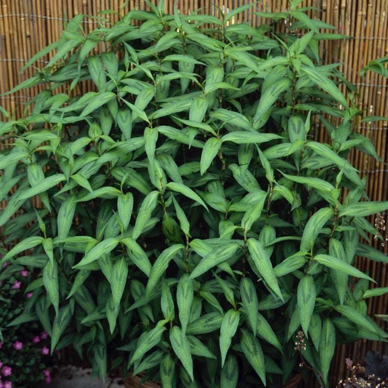 Vietnamese Coriander
