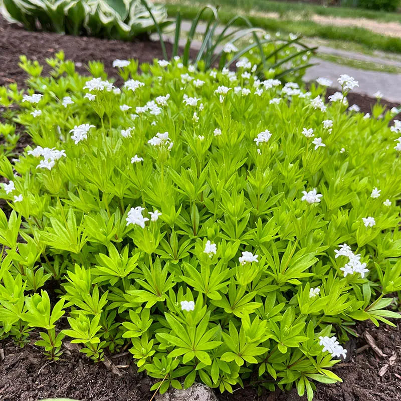 Woodruff