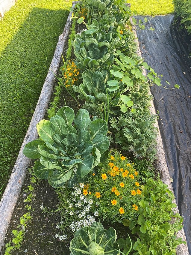 Alyssum and Kale