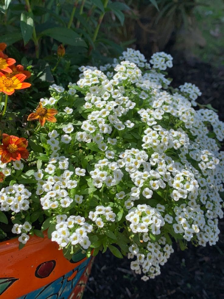 Alyssum